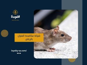 شركة مكافحة الفئران بالرياض