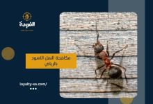 شركة مكافحة النمل الاسود بالرياض