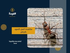 شركة مكافحة النمل الاسود بالرياض