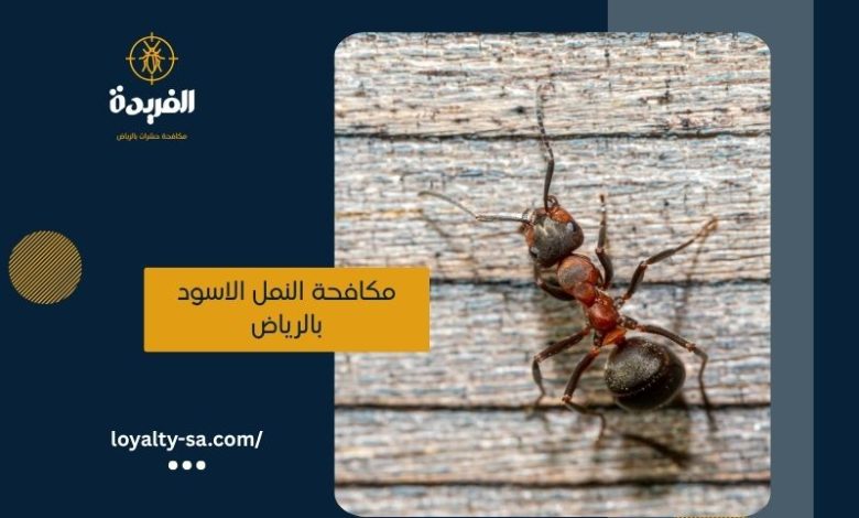 شركة مكافحة النمل الاسود بالرياض