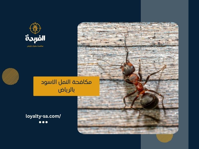 شركة مكافحة النمل الاسود بالرياض