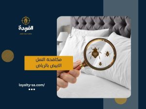 شركة مكافحة بق الفراش بالرياض
